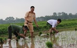 CAH Phú Xuyên hăng hái xuống đồng giúp dân cấy lúa